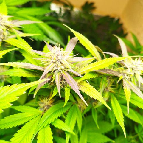 Dark Devil Auto growlog timeline photo