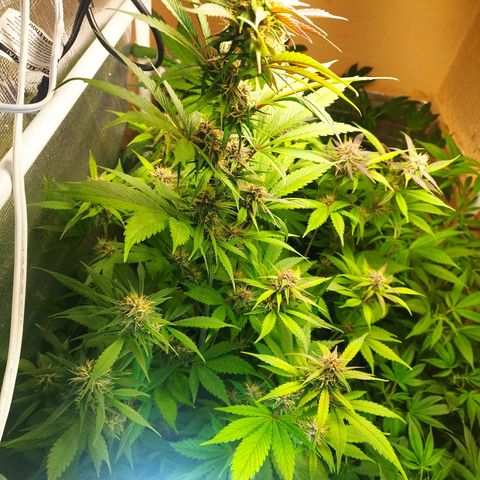 Dark Devil Auto growlog timeline photo