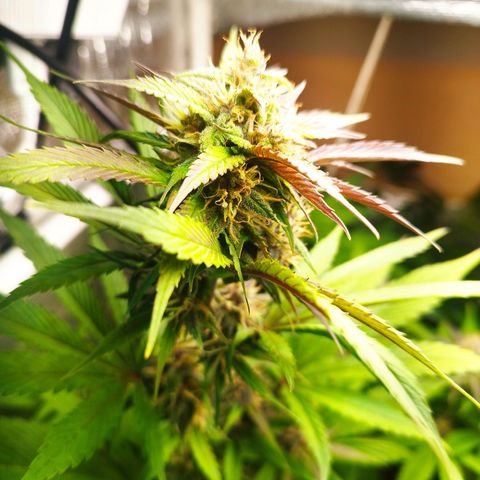 Dark Devil Auto growlog timeline photo