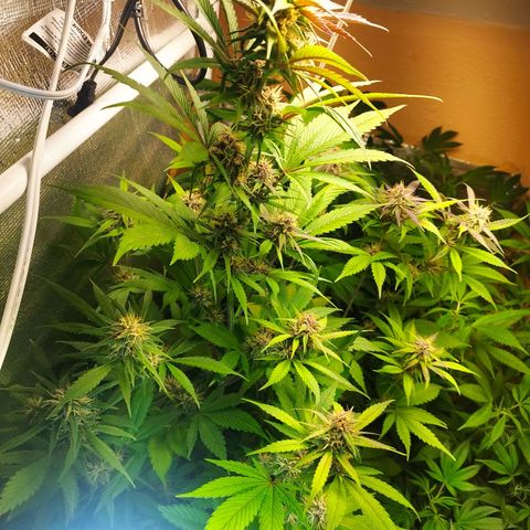 Dark Devil Auto growlog timeline photo