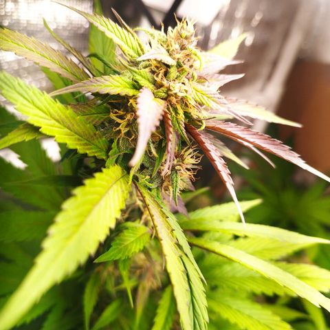 Dark Devil Auto growlog timeline photo