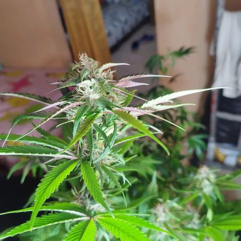 Dark Devil Auto growlog timeline photo