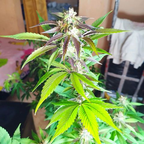 Dark Devil Auto growlog timeline photo