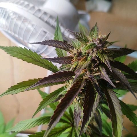 Dark Devil Auto growlog timeline photo