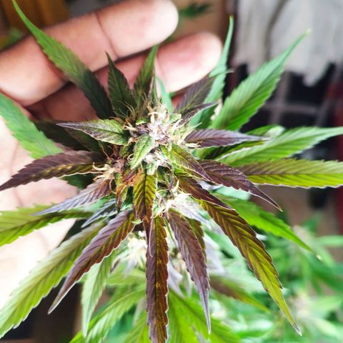 Dark Devil Auto growlog timeline photo