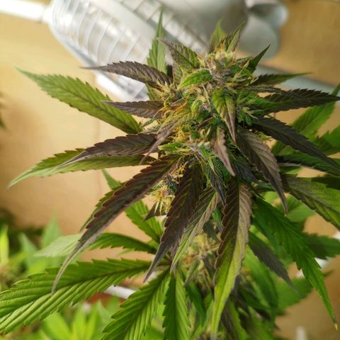Dark Devil Auto growlog timeline photo