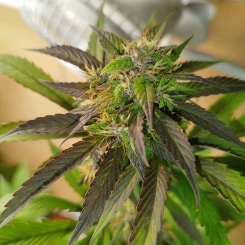 Dark Devil Auto growlog timeline photo
