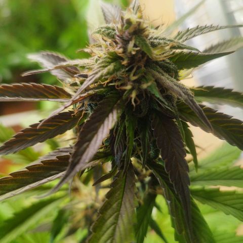 Dark Devil Auto growlog timeline photo
