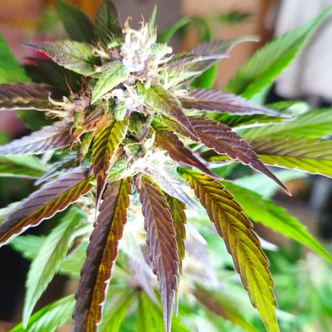 Dark Devil Auto growlog timeline photo