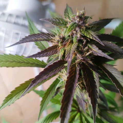 Dark Devil Auto growlog timeline photo