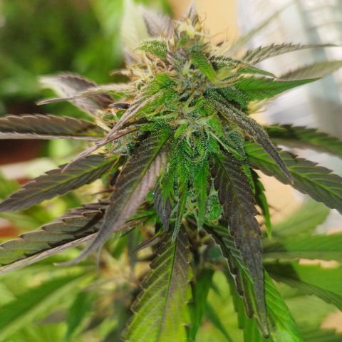 Dark Devil Auto growlog timeline photo