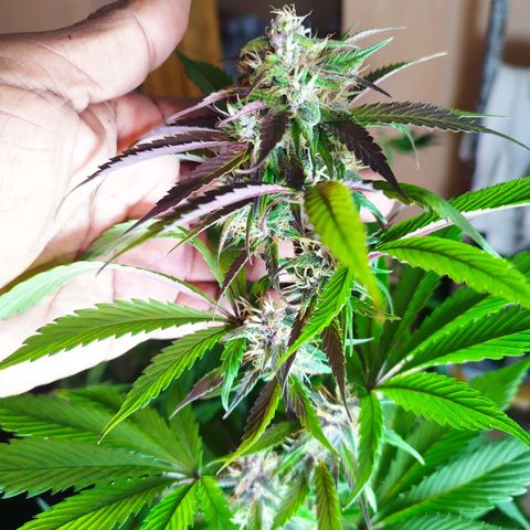 Dark Devil Auto growlog timeline photo