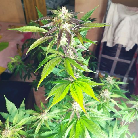 Dark Devil Auto growlog timeline photo