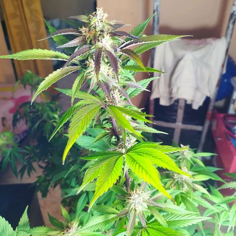 Dark Devil Auto growlog timeline photo