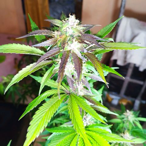 Dark Devil Auto growlog timeline photo