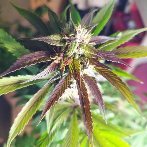 Dark Devil Auto growlog timeline photo