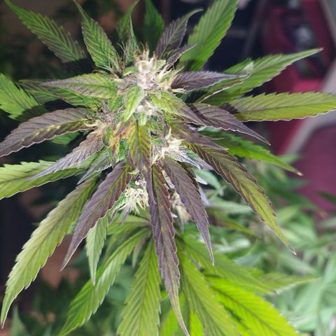 Dark Devil Auto growlog timeline photo