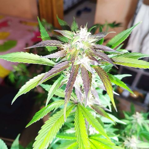 Dark Devil Auto growlog timeline photo