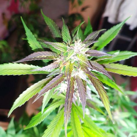 Dark Devil Auto growlog timeline photo