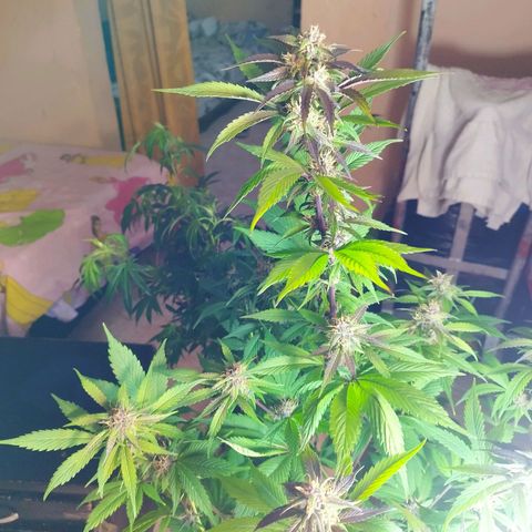 Dark Devil Auto growlog timeline photo