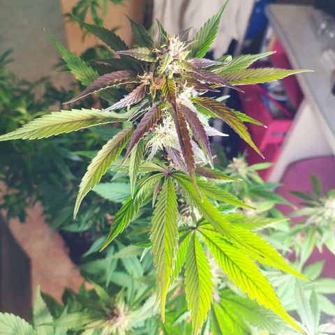 Dark Devil Auto growlog timeline photo
