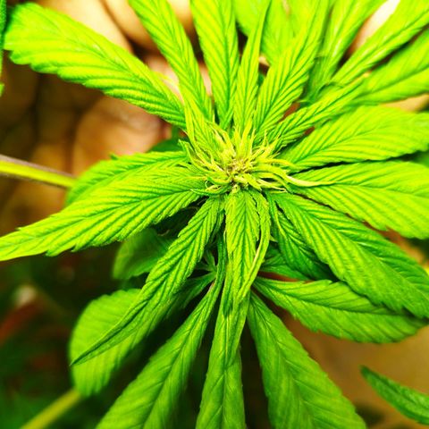 Red Strawberry Banana Auto growlog timeline photo