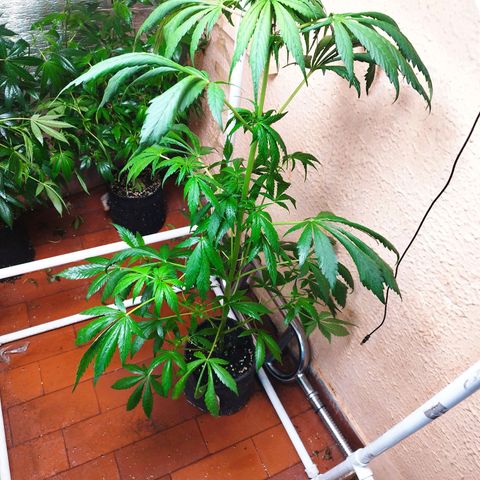 Red Strawberry Banana Auto growlog timeline photo