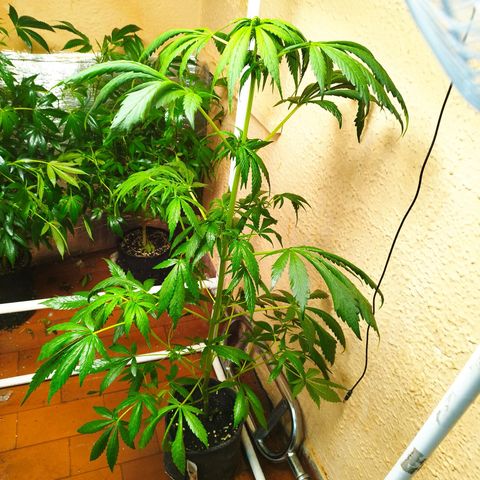 Red Strawberry Banana Auto growlog timeline photo