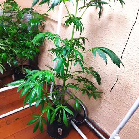Red Strawberry Banana Auto growlog timeline photo