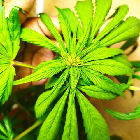 Red Strawberry Banana Auto growlog timeline photo