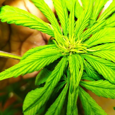 Red Strawberry Banana Auto growlog timeline photo