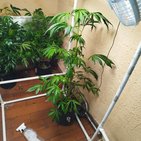 Red Strawberry Banana Auto growlog timeline photo