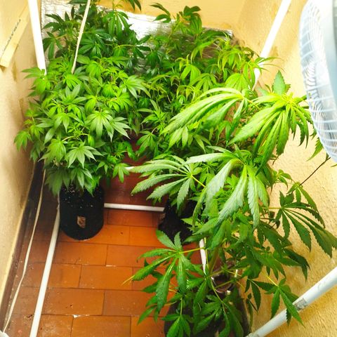 Red Strawberry Banana Auto growlog timeline photo