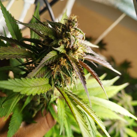 Dark Devil Auto growlog timeline photo