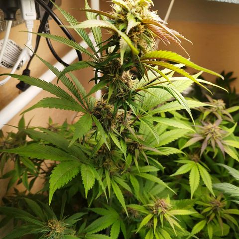 Dark Devil Auto growlog timeline photo