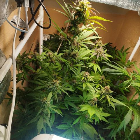 Dark Devil Auto growlog timeline photo