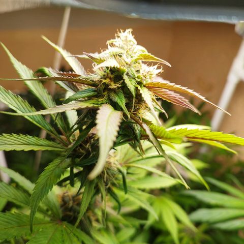 Dark Devil Auto growlog timeline photo