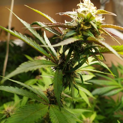 Dark Devil Auto growlog timeline photo