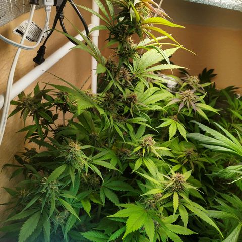 Dark Devil Auto growlog timeline photo