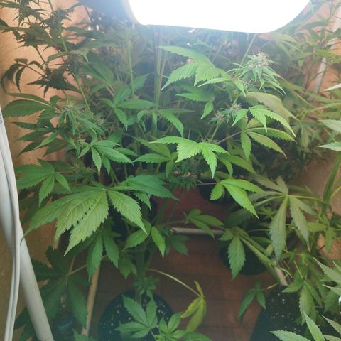 Dark Devil Auto growlog timeline photo