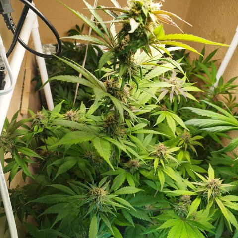Dark Devil Auto growlog timeline photo