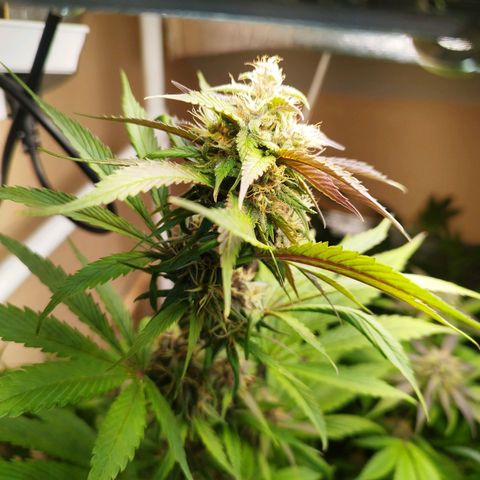 Dark Devil Auto growlog timeline photo