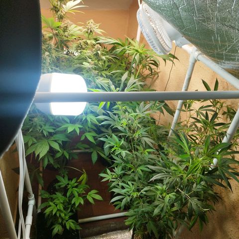 Red Strawberry Banana Auto growlog timeline photo