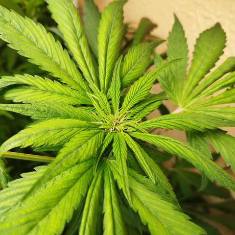 Red Strawberry Banana Auto growlog timeline photo