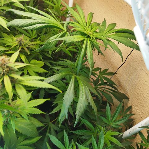 Red Strawberry Banana Auto growlog timeline photo