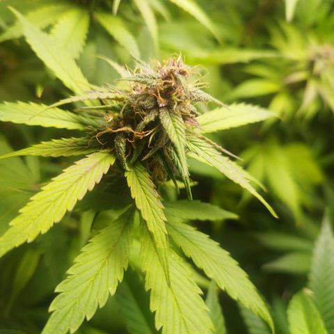 Dark Devil Auto growlog timeline photo