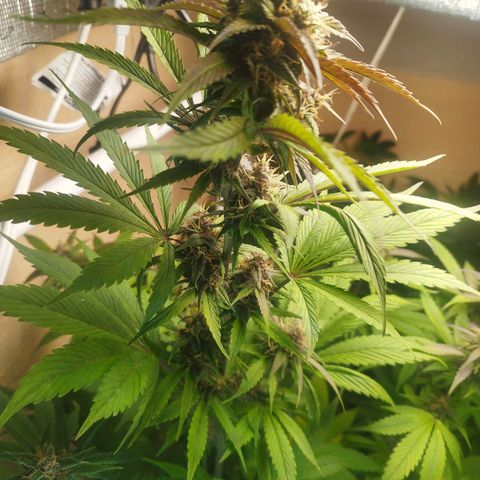 Dark Devil Auto growlog timeline photo