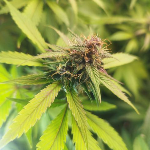Dark Devil Auto growlog timeline photo