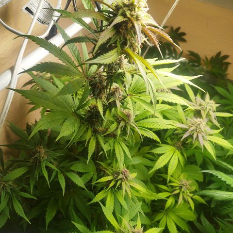Dark Devil Auto growlog timeline photo