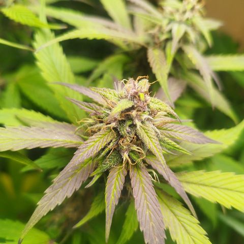 Dark Devil Auto growlog timeline photo